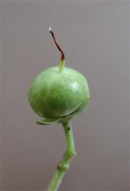  Fruit